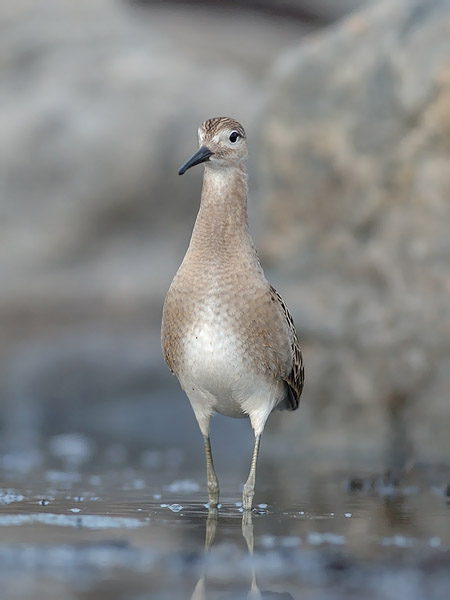 Suokukko, Ruff, Calidris pugnax